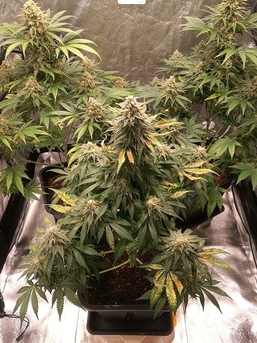 Growreport Bild 1