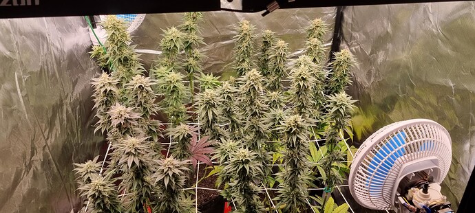 Growreport Bild 55