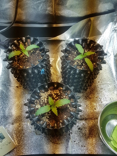 Growreport Bild 30