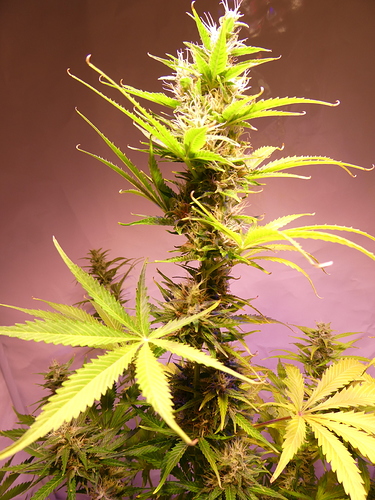 Growreport Bild 4