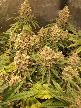 Growreport Bild 19
