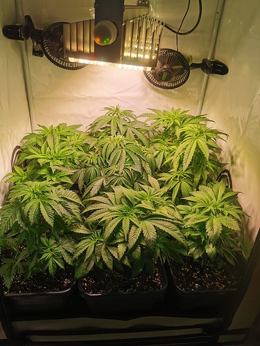 Growreport Bild 2