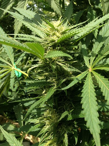Growreport Bild 23