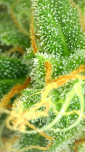 Growreport Bild 7