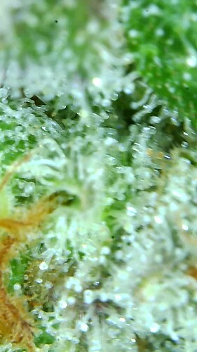 Growreport Bild 67