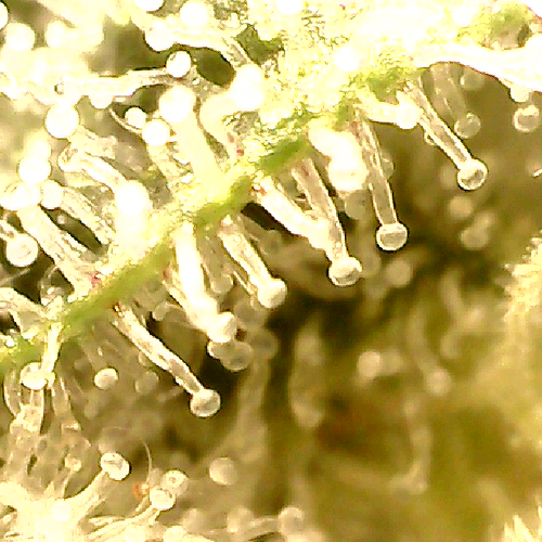 Growreport Bild 15