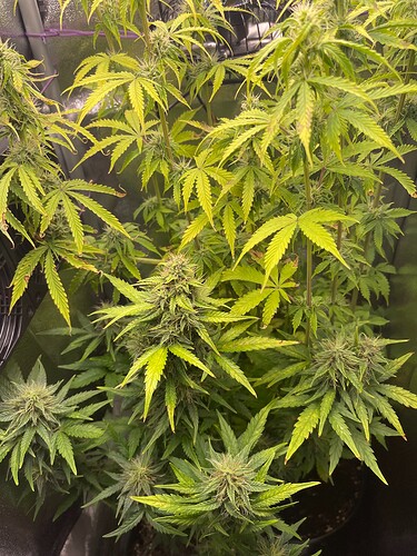 Growreport Bild 7