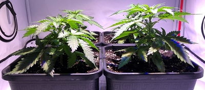 Growreport Bild 2