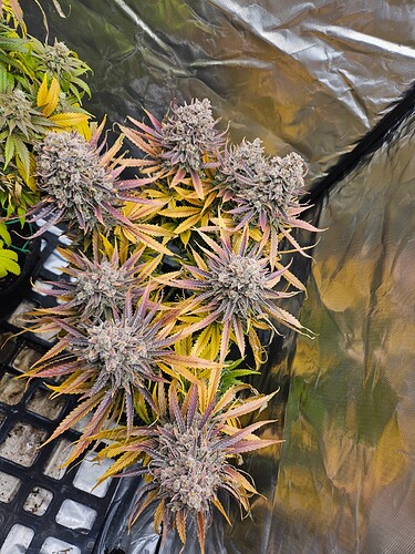 Growreport Bild 38
