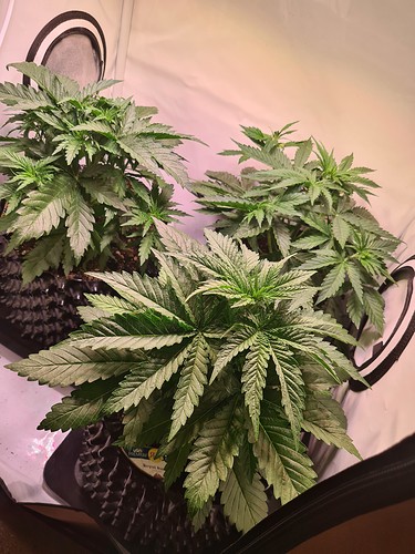 Growreport Bild 1