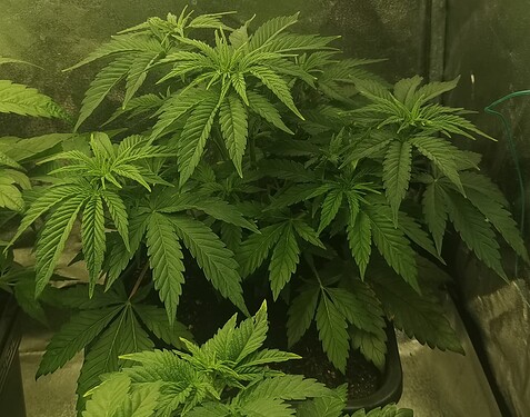 Growreport Bild 19
