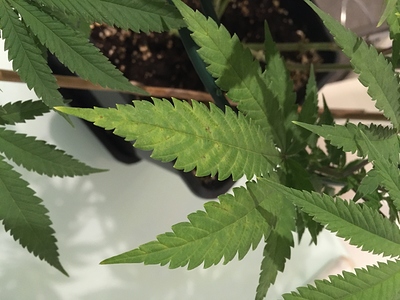 Growreport Bild 4