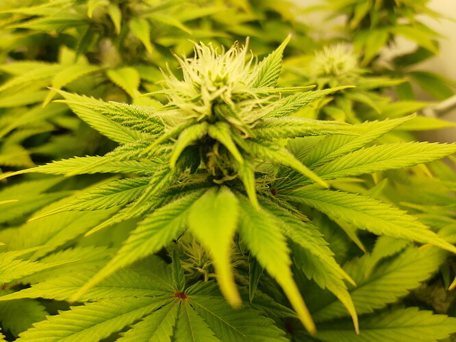 Growreport Bild 1