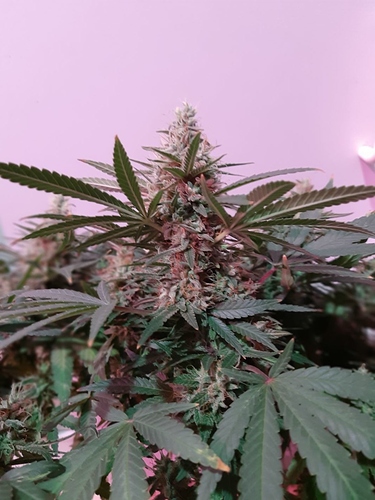 Growreport Bild 7