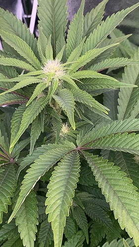 Growreport Bild 19