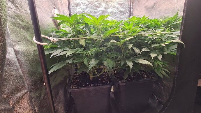 Growreport Bild 2