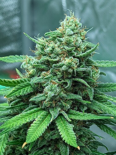 Growreport Bild 1