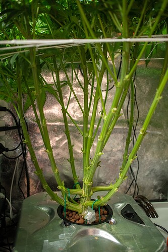 Growreport Bild 10
