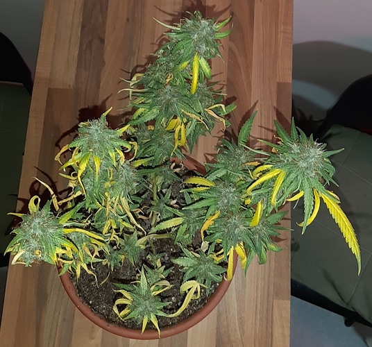 Growreport Bild 2