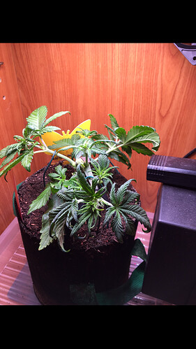 Growreport Bild 22