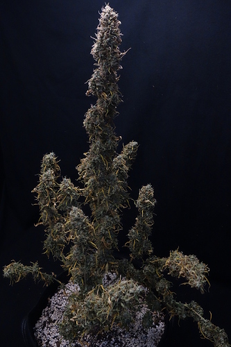 Growreport Bild 11