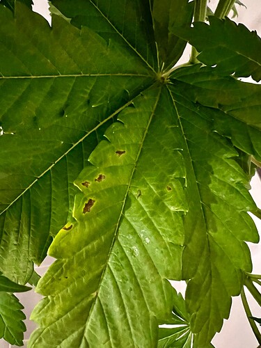 Growreport Bild 7