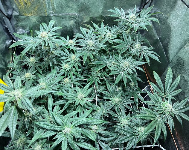 Growreport Bild 11