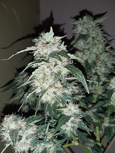 Growreport Bild 3