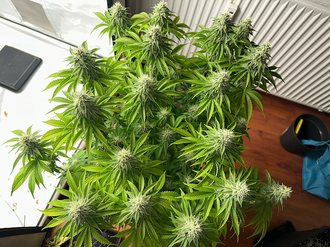Growreport Bild 6