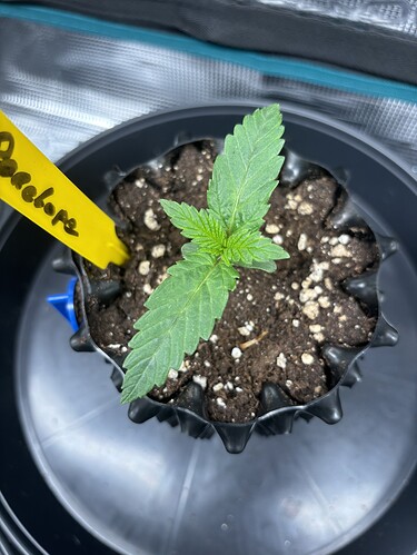 Growreport Bild 49