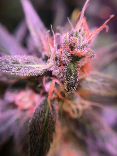 Growreport Bild 25