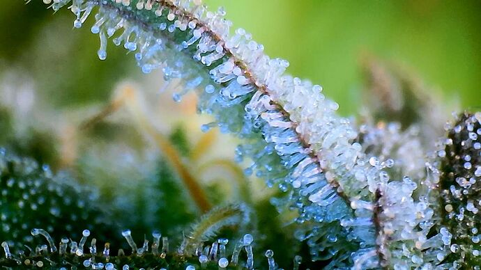 Growreport Bild 1