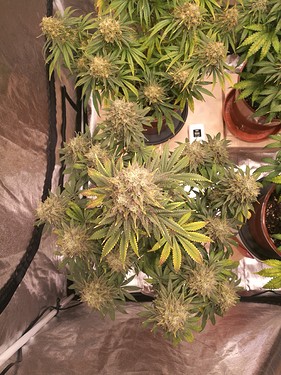 Growreport Bild 21