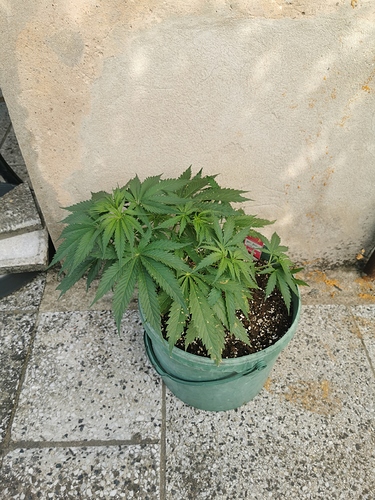 Growreport Bild 5