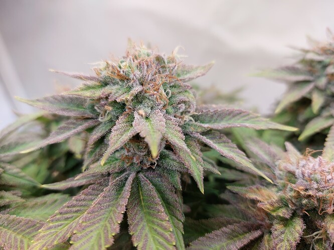 Growreport Bild 7