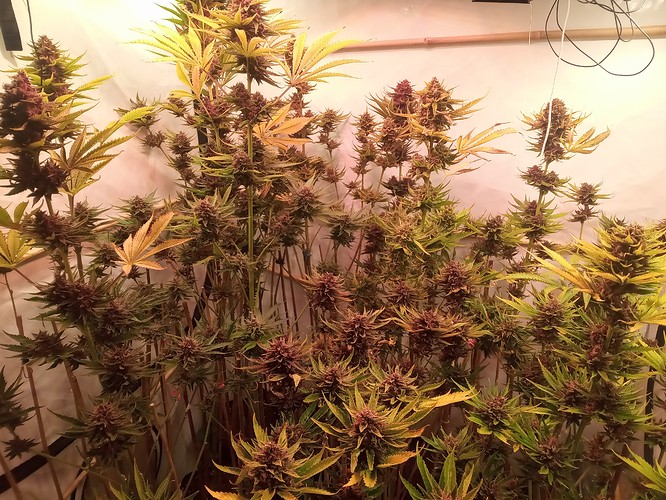 Growreport Bild 25