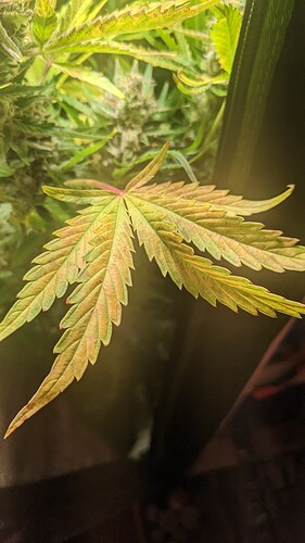 Growreport Bild 3