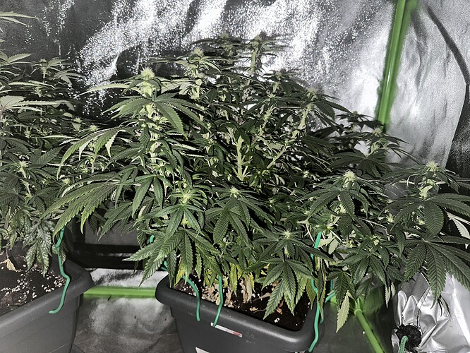 Growreport Bild 2
