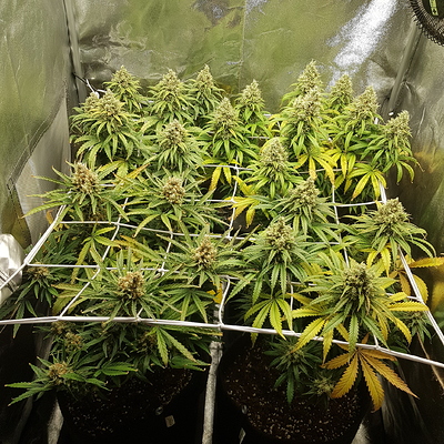 Growreport Bild 1
