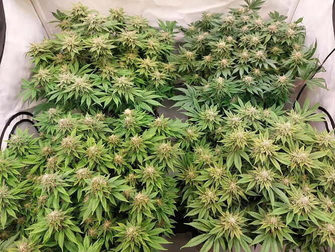 Growreport Bild 2