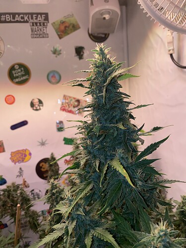 Growreport Bild 1