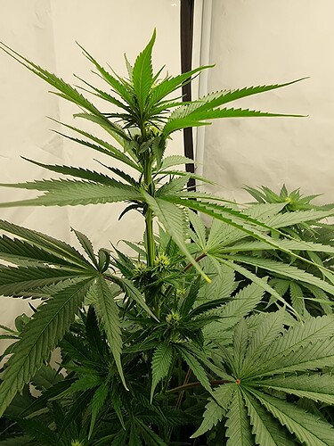 Growreport Bild 99