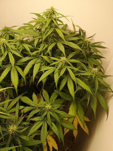 Growreport Bild 1