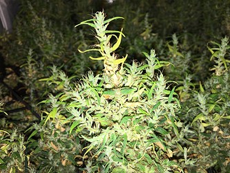 Growreport Bild 6