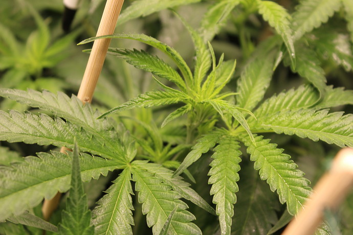 Growreport Bild 5