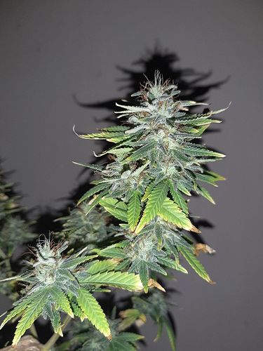Growreport Bild 3