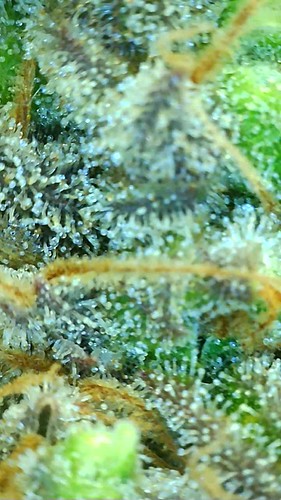 Growreport Bild 10