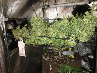 Growreport Bild 3