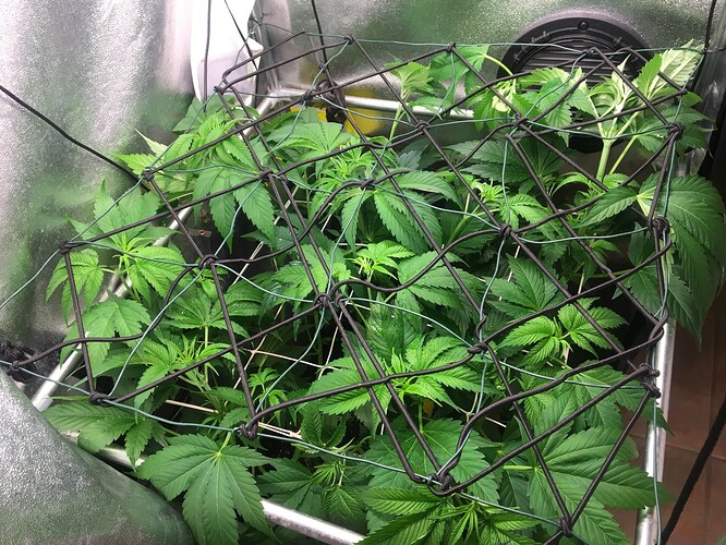 Growreport Bild 15
