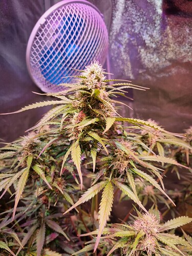 Growreport Bild 56